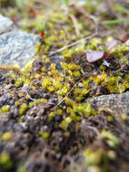 Image of California entosthodon moss