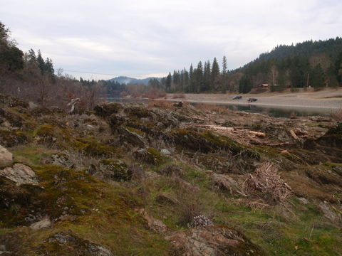 Image of California entosthodon moss