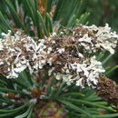 Image of seaside tube lichen