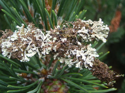 Image of seaside tube lichen