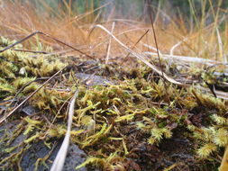 Image of meesia moss