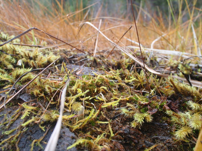 Image of meesia moss