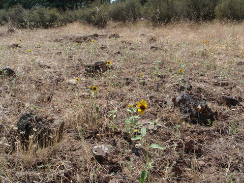 Image of serpentine sunflower