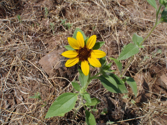 Image of serpentine sunflower