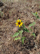 Image of serpentine sunflower