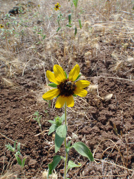 Image of serpentine sunflower