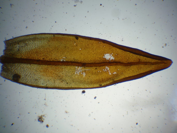 Image of Orthotrichum euryphyllum Venturi ex Röll 1890