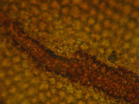 Image of Orthotrichum euryphyllum Venturi ex Röll 1890