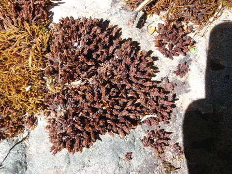 Image of Orthotrichum euryphyllum Venturi ex Röll 1890