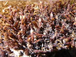 Image of Orthotrichum euryphyllum Venturi ex Röll 1890