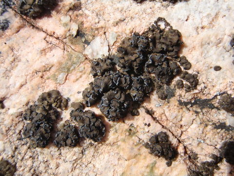 Image of <i>Peltula euploca</i>