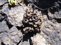 Imagem de <i>Peltula euploca</i>