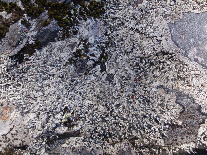 Image of nail lichen