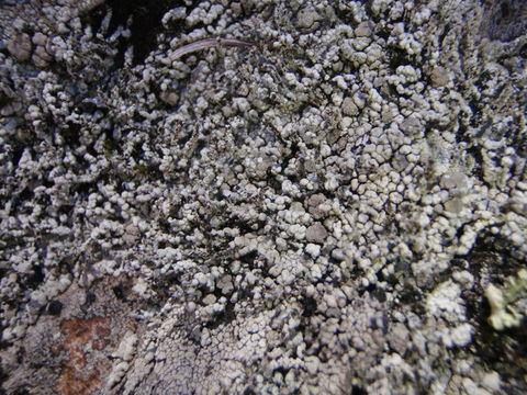 Image of nail lichen