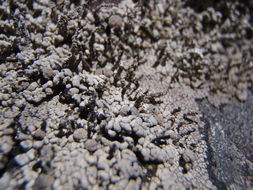 Image of nail lichen