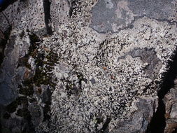 Image of nail lichen