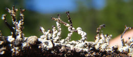 Image of nail lichen