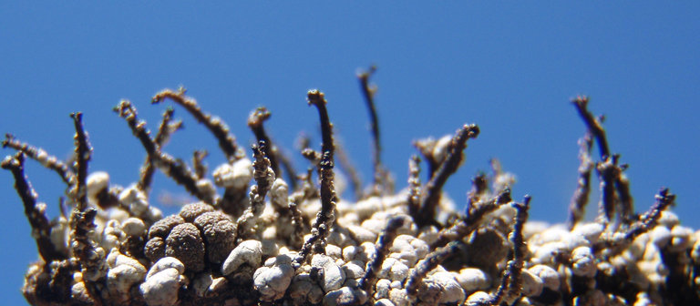 Image of nail lichen