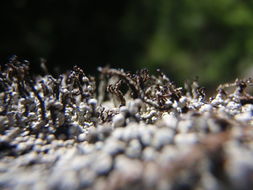 Image of nail lichen