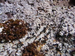 Image of nail lichen