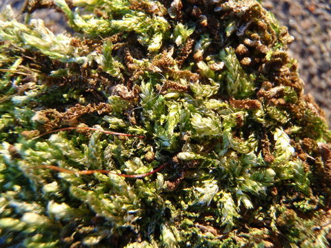 Image of plagiothecium moss