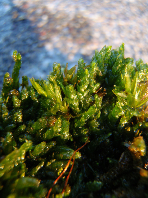 Image of plagiothecium moss