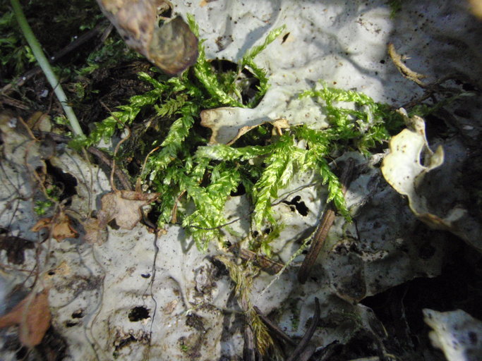 Plancia ëd Plagiothecium cavifolium Iwatsuki 1970