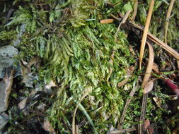 Image of plagiothecium moss