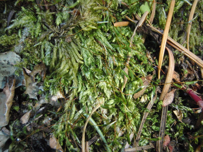 Plancia ëd Plagiothecium cavifolium Iwatsuki 1970