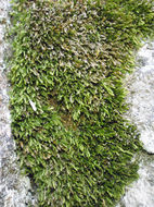 Image of plagiothecium moss