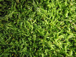 Image of plagiothecium moss