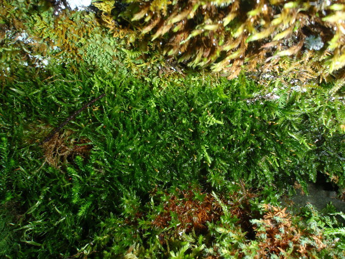 Image of plagiothecium moss