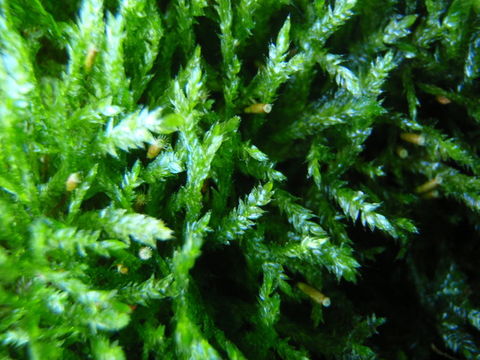 Image of plagiothecium moss