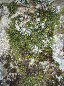 Image of Bolander's scalemoss