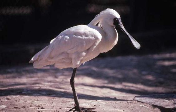 Image of Black-faced Spoonbill