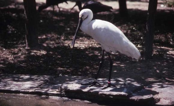 Image of spoonbill, eurasian spoonbill