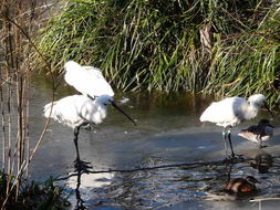 Image of spoonbill, eurasian spoonbill