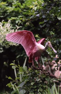 Image of Roseate Spoonbill