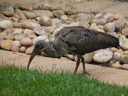 Image of Hadada Ibis