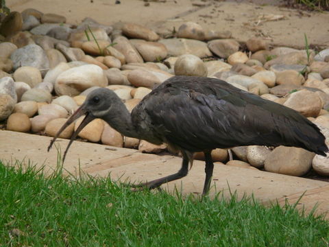 Image of Hadada Ibis