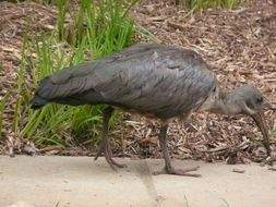 Image of Hadada Ibis