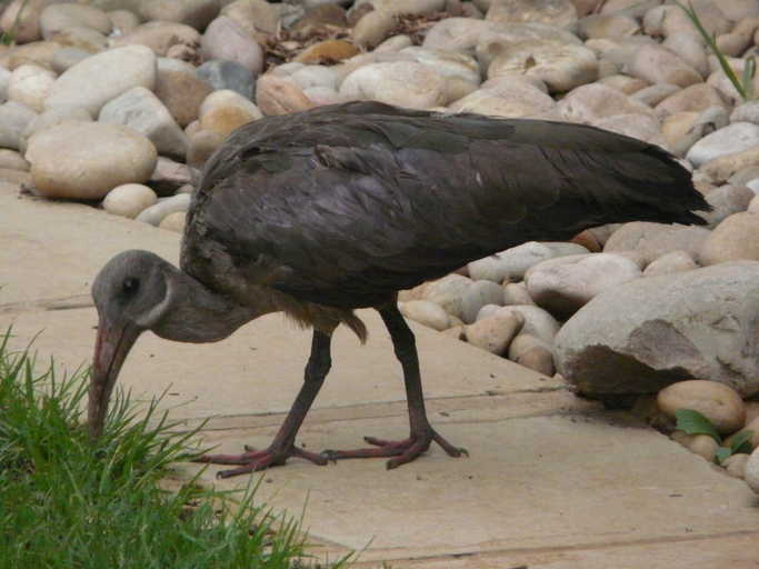 Image of Hadada Ibis