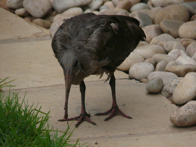 Image of Hadada Ibis