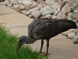 Image of Hadada Ibis