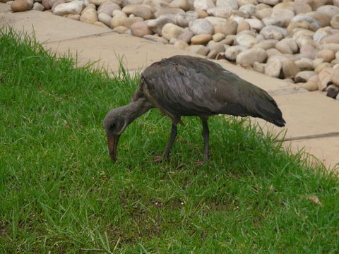 Image of Hadada Ibis