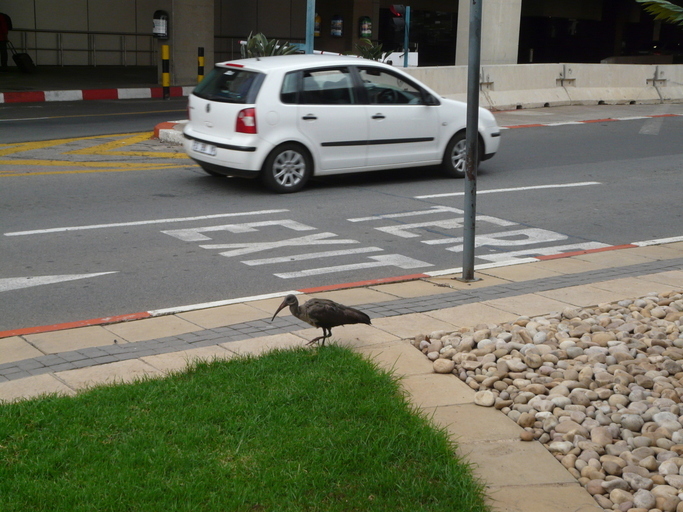 Image of Hadada Ibis