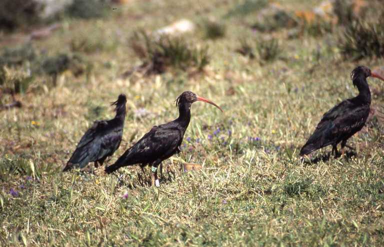 Image of Bald Ibis