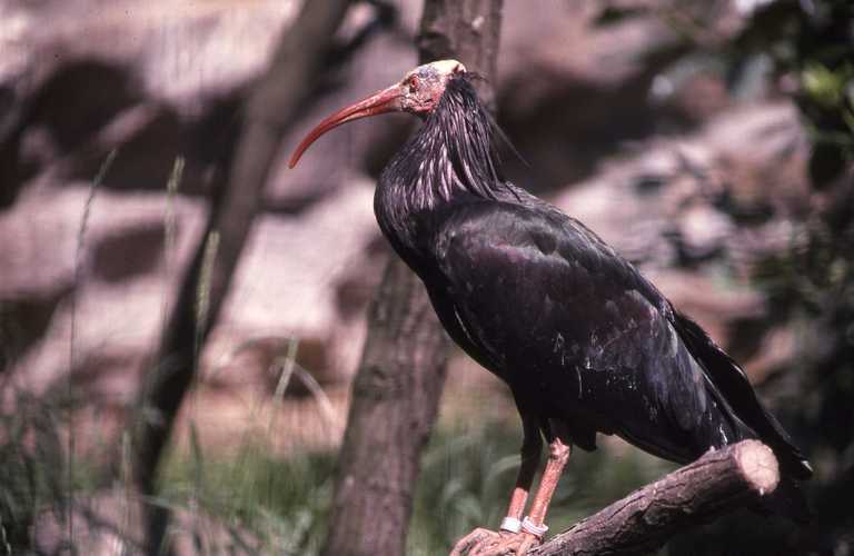 Image of Bald Ibis