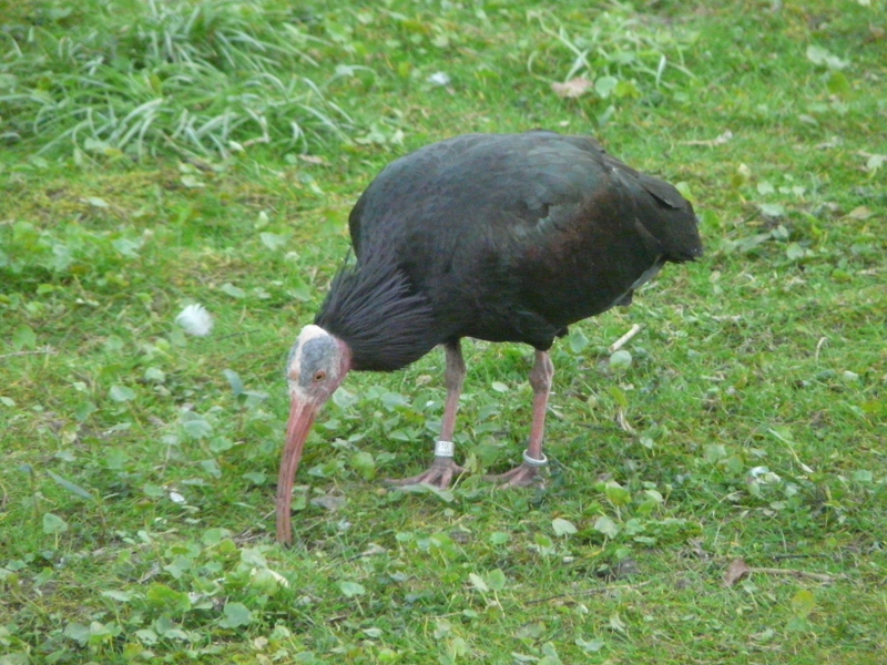 Image of Bald Ibis