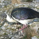 Image of Straw-necked Ibis